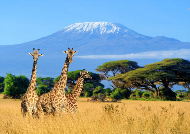 Safari Adventure in Kenya